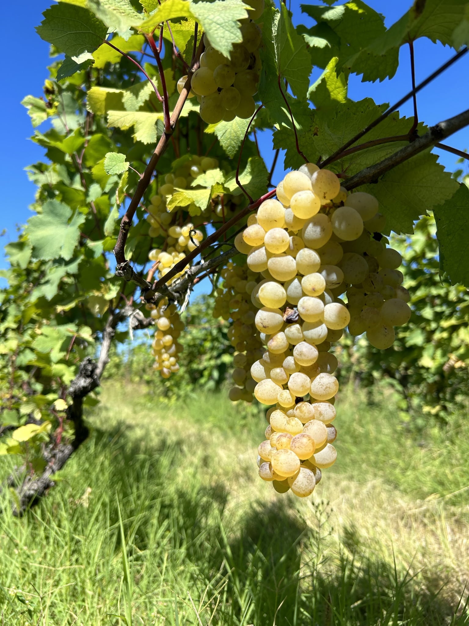 Close Up of a White Grape Clusters