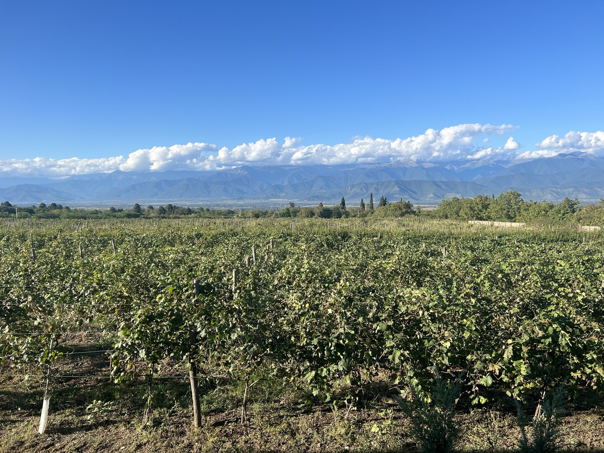 view of a vineyard with lush green grapevines, framed by a backdrop of mountains and a blue sky scattered with clouds