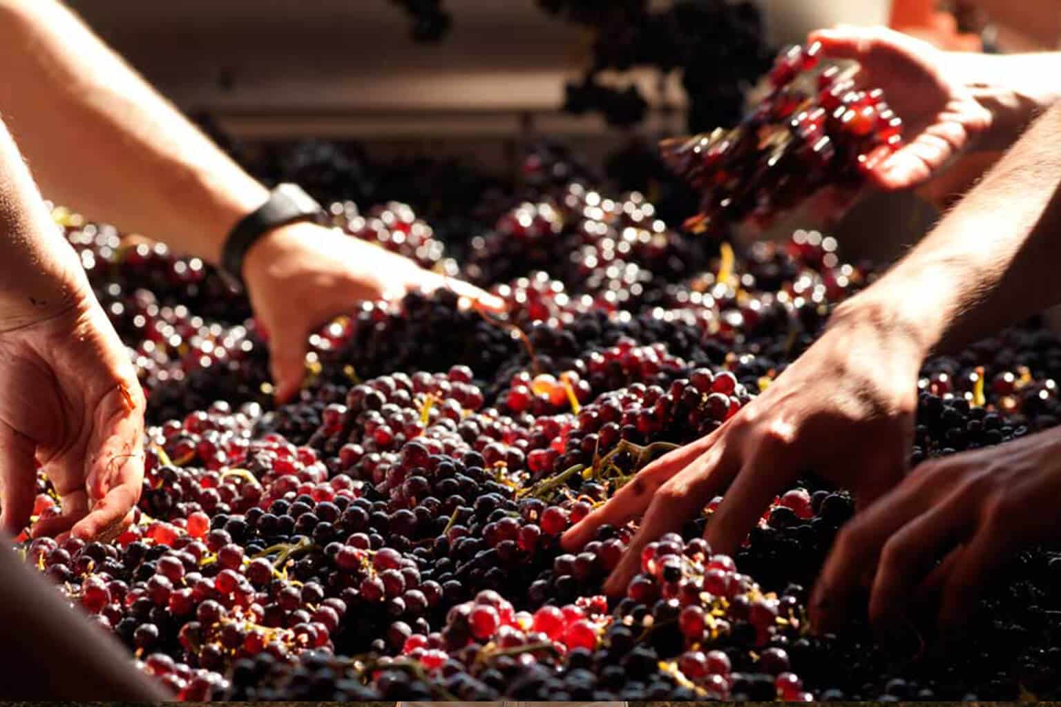 wine making